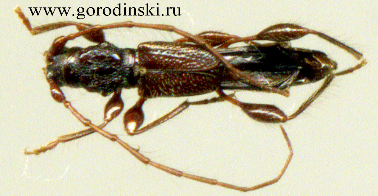 http://www.gorodinski.ru/cerambyx/Molorchus sp.3.jpg